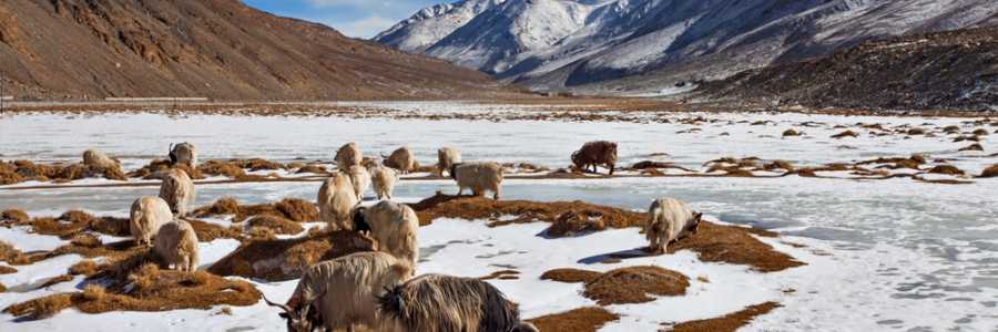 Discover Ladakh